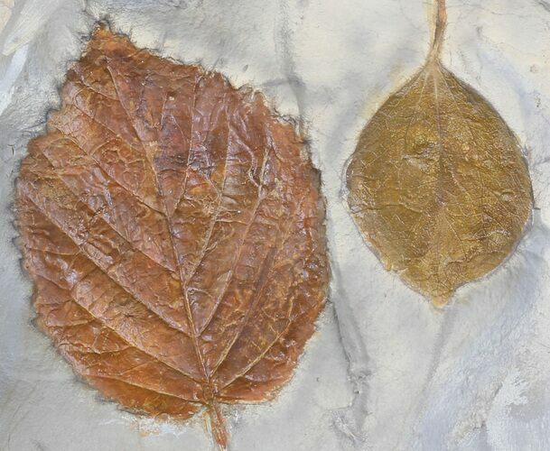 Two Fossil Leafs (Zizyphoides, Davidia) - Montana #35737